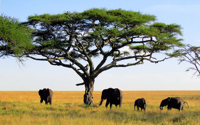 Afrika'daki Hayvan Çeşitliliği